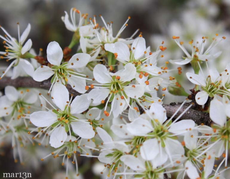 Prunus spinosa