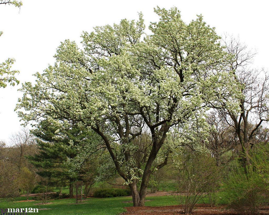 Callery Pear in full bloom