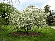 Christmas Holly Crabapple - Malus 'Chrishozam'