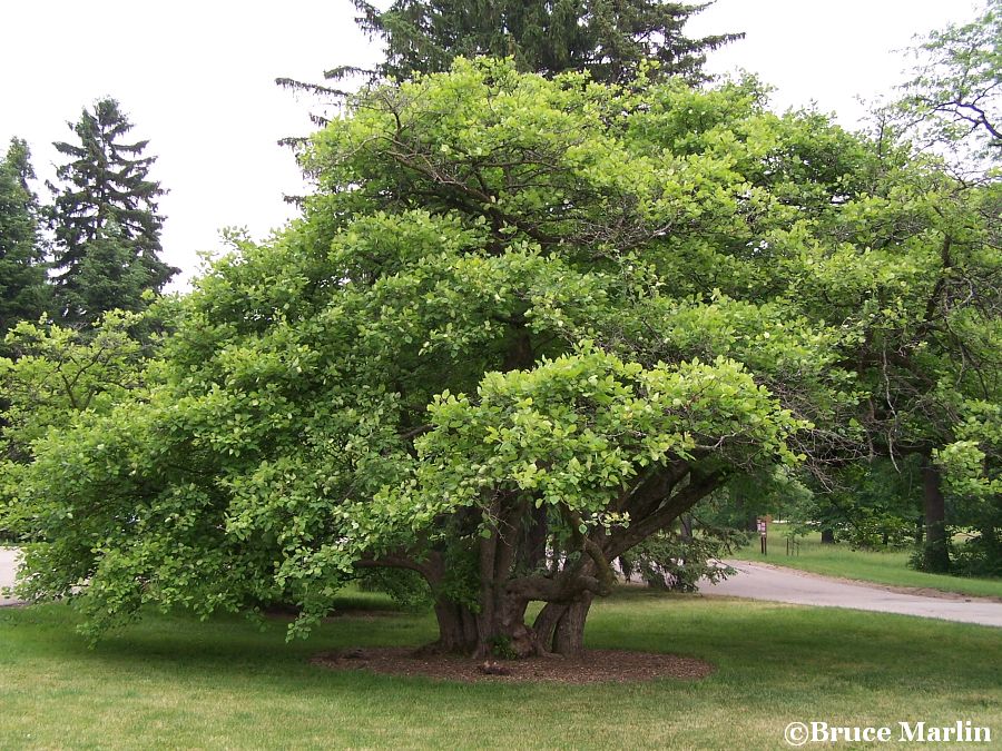 Downy Hawthorn - Crataegus mollis