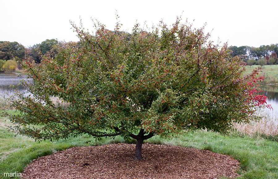 Hall Crabapple late summer