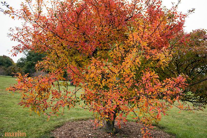 Hall Crabapple in fall colors