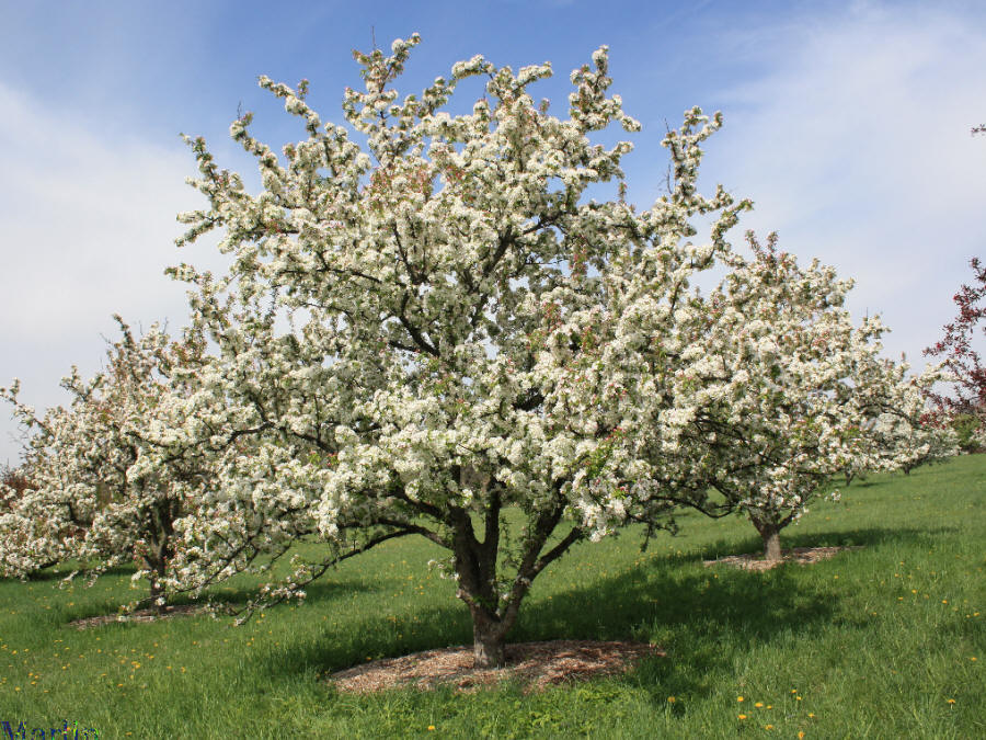 Henning Crabapple in bloom