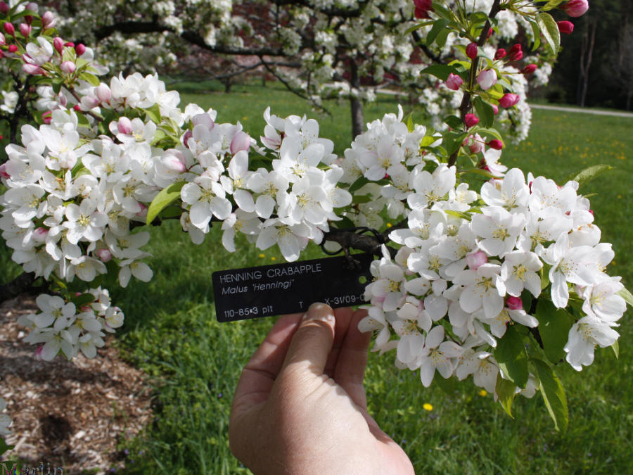 Henning Crabapple blossoms
