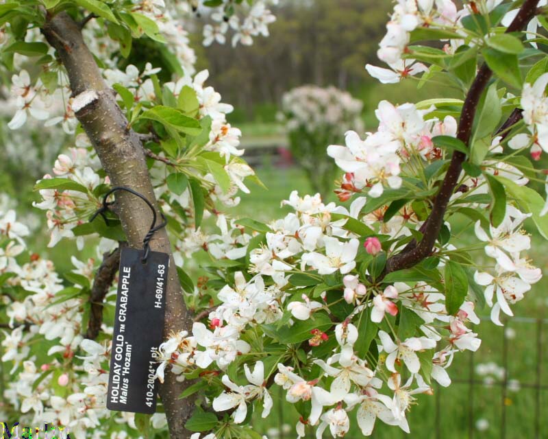 Holiday Gold Crabapple blossoms