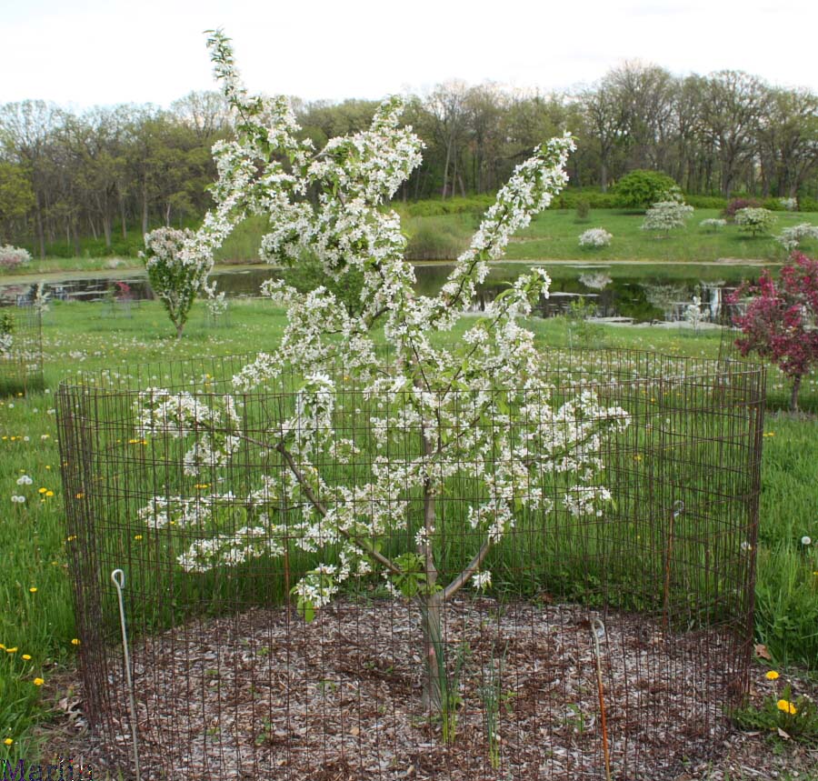 Holiday Gold Crabapple