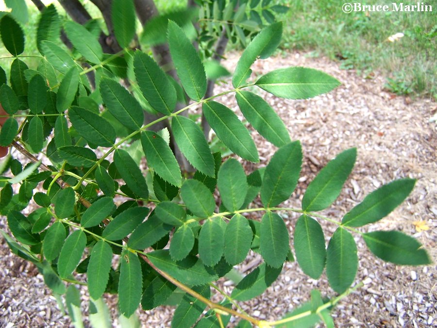 Hupeh Mountain-Ash folaige