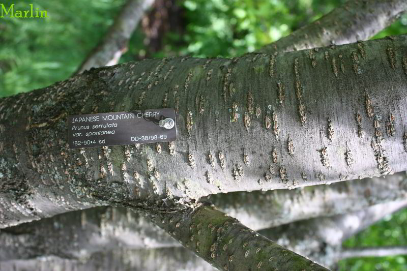 Japanese Mountain Cherry Bark