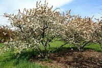 Jewelberry Crabapple - Malus 'Jewelberry' 