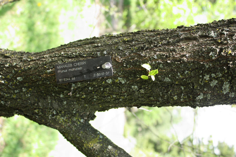 Mahaleb Cherry Bark