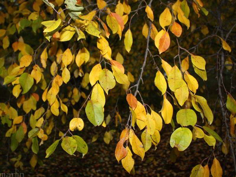 Manchurian Crabapple Fall Foliage