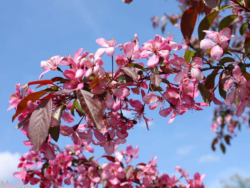 Maria Crabapple Blossoms