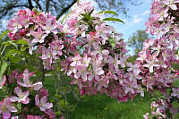 Pink Satin Crabapple