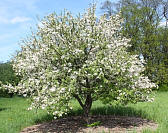 Plum-leaved Crabapple - Malus prunifolia