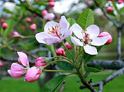 Prairie Crabapple - Malus ioensis