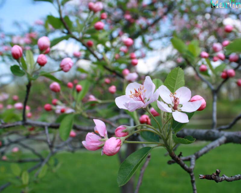 Prairie Crabapple blossoms