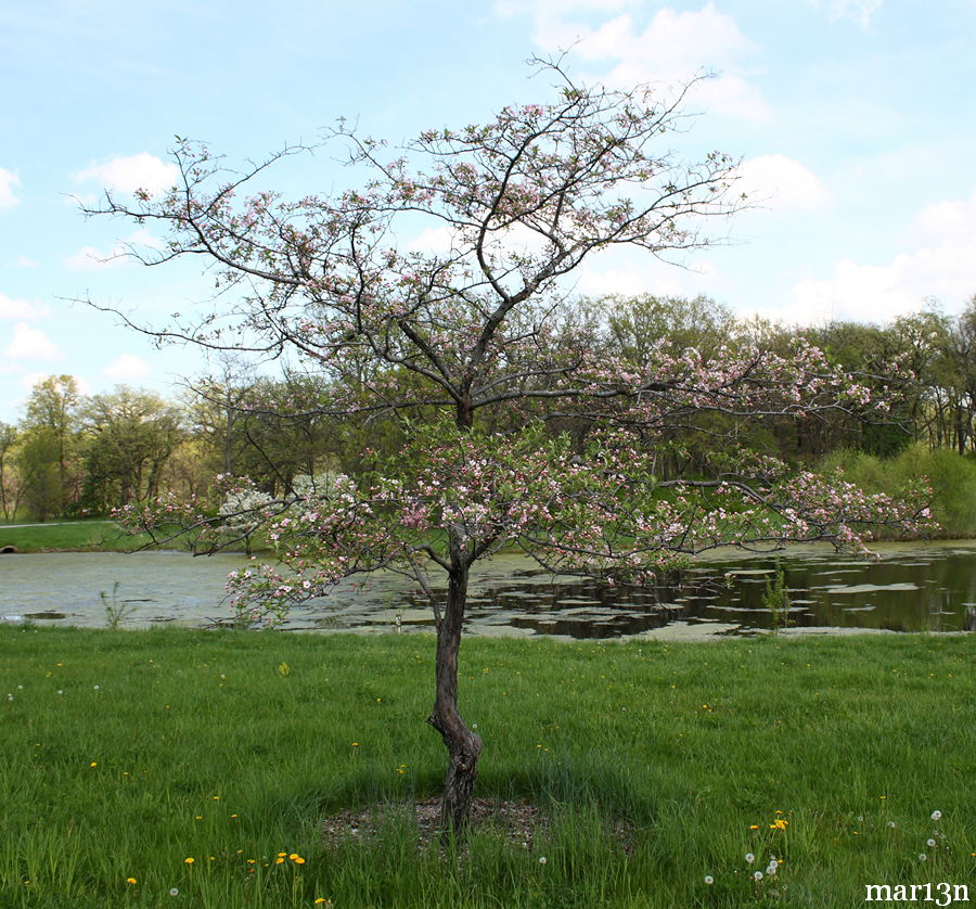 Prairie Crabapple