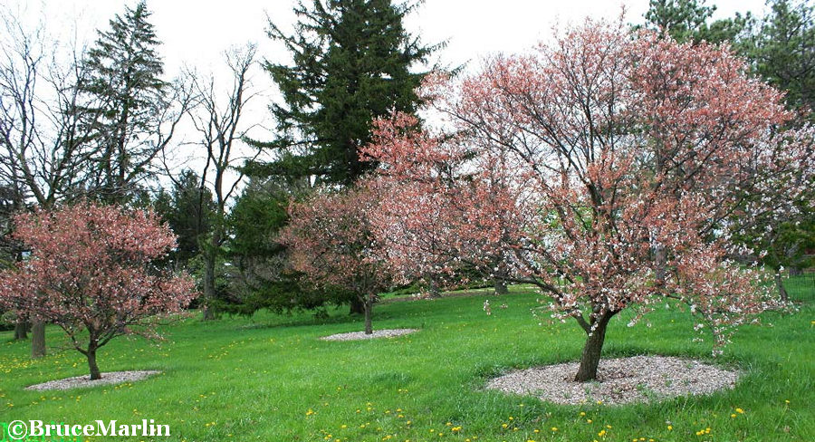 Purple Apricot Trees