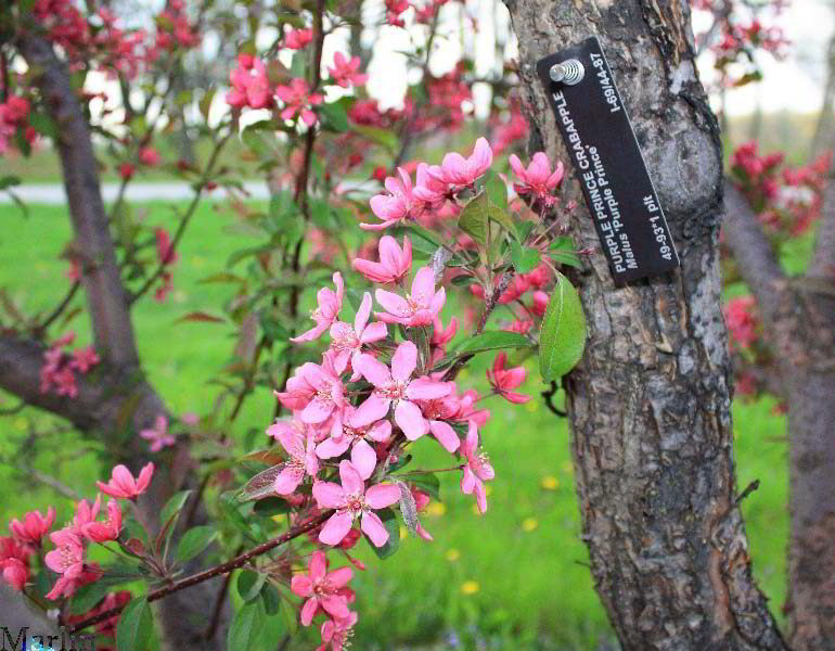 Purple Prince Crabapple blossoms