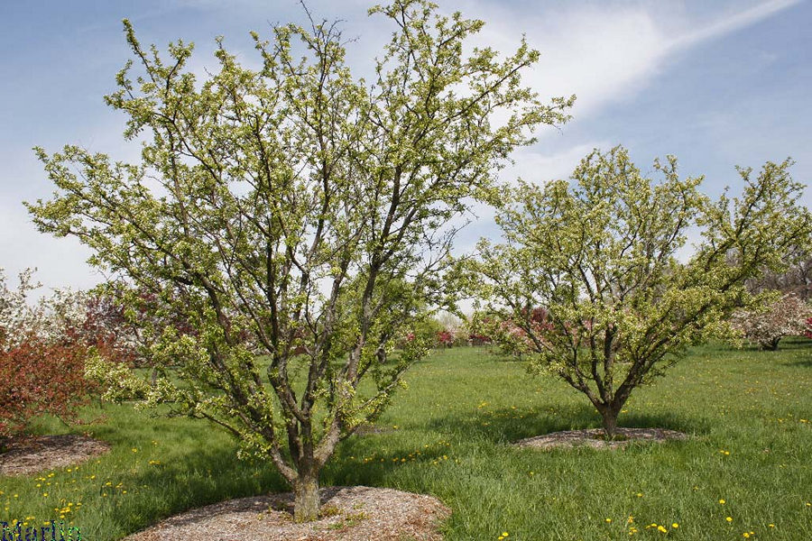 Red Jewel Crabapple in summer