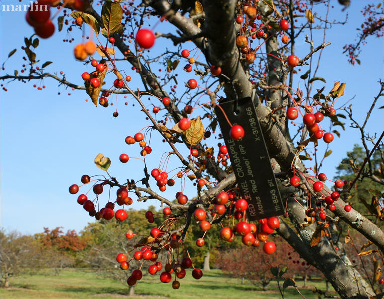 Red Jewel Crabapple fruit in winter