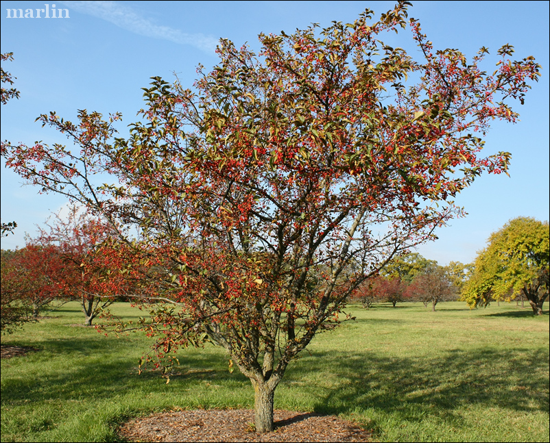 Red Jewel Crabapple in winter