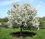 Red Peacock Crabapple - Malus 'Red Peacock'