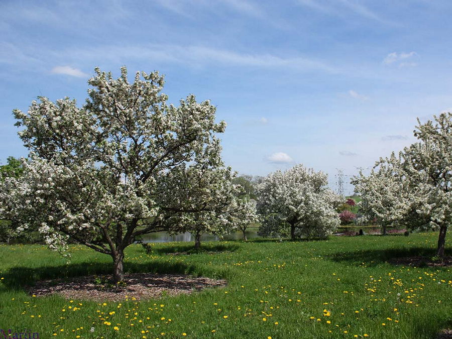 Red Peacock Crabapple trees