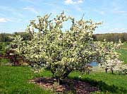 Redbud Crabapple