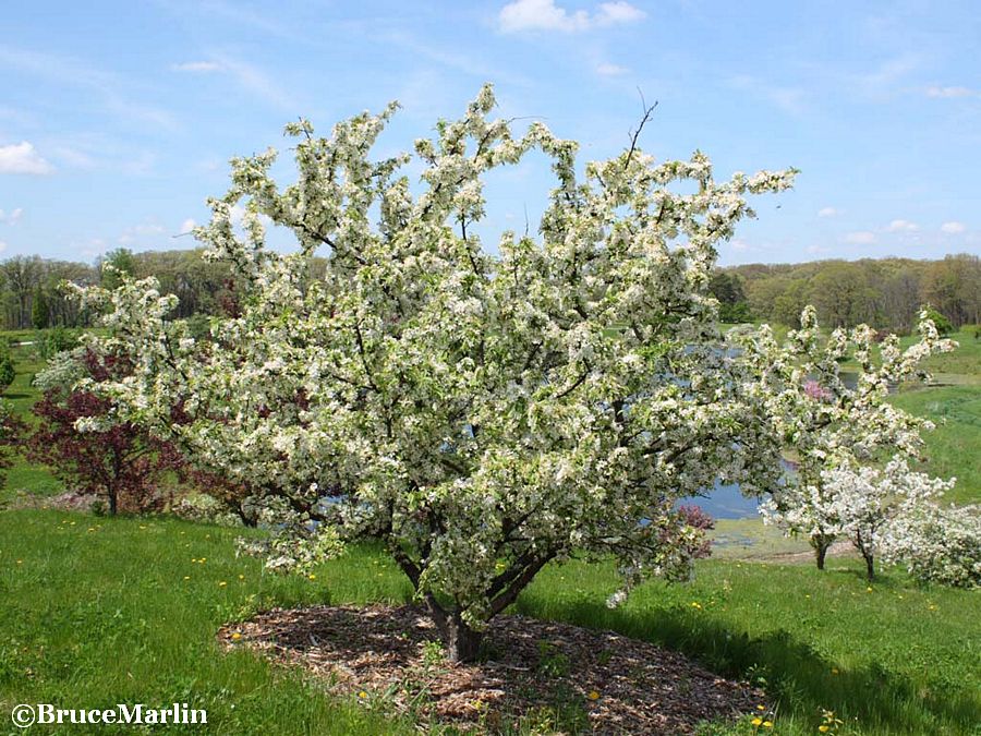 Redbud Crabapple