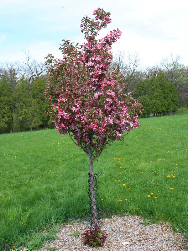 Rejoice Crabapple - Malus 'Rejzam'