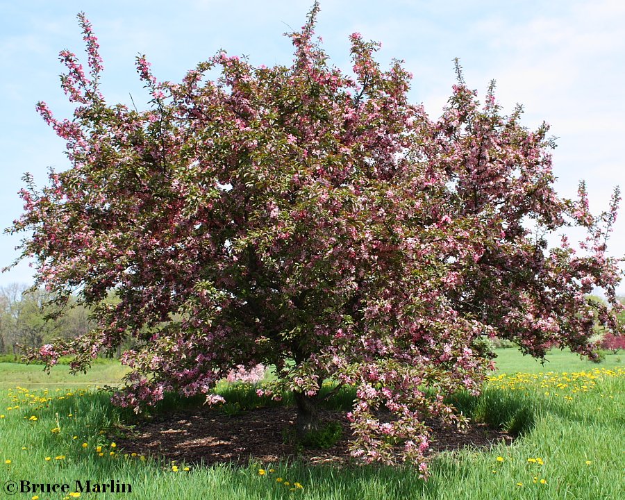 Robinson Crabapple - Malus 'Robinson' 