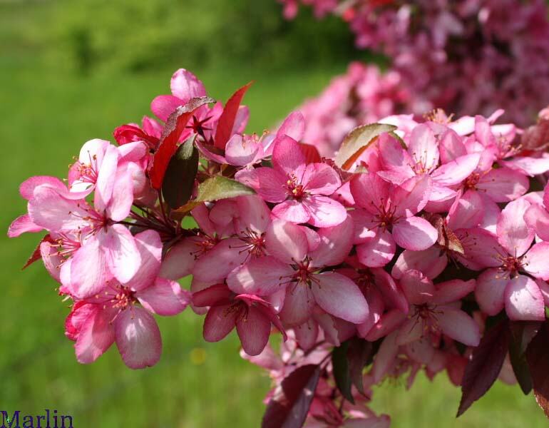 Royal Raindrops Crabapple blossoms