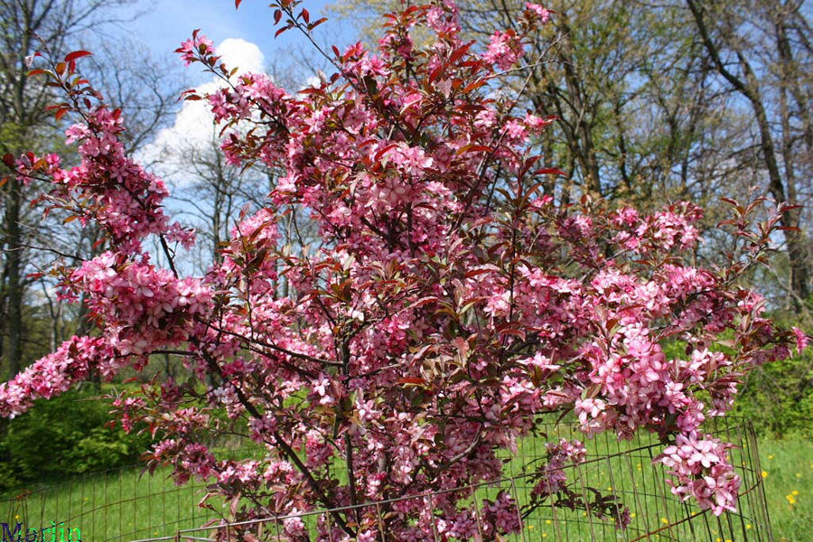 Royal Raindropsâ„¢ Crabapple Blooms