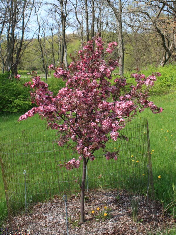 Royal Raindrops Crabapple Tree