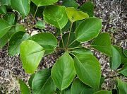 Sand Pear - Pyrus pyrifolia