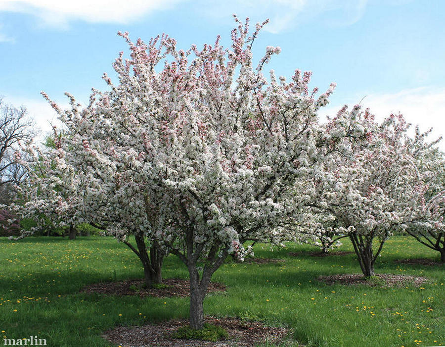 color photo sentinel crabapples in bloom