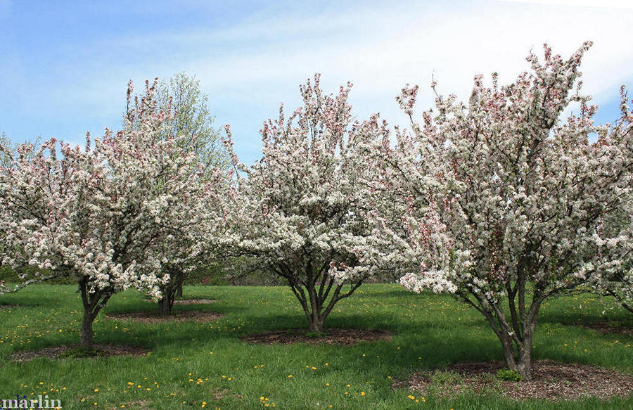 Sentinel Crabs covered in blooms