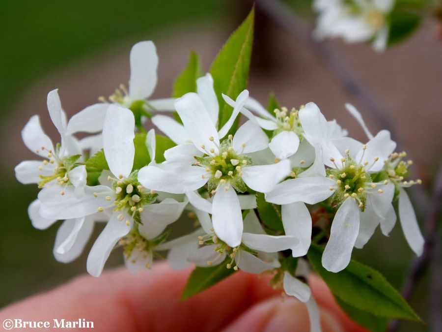 Serviceberry flowers