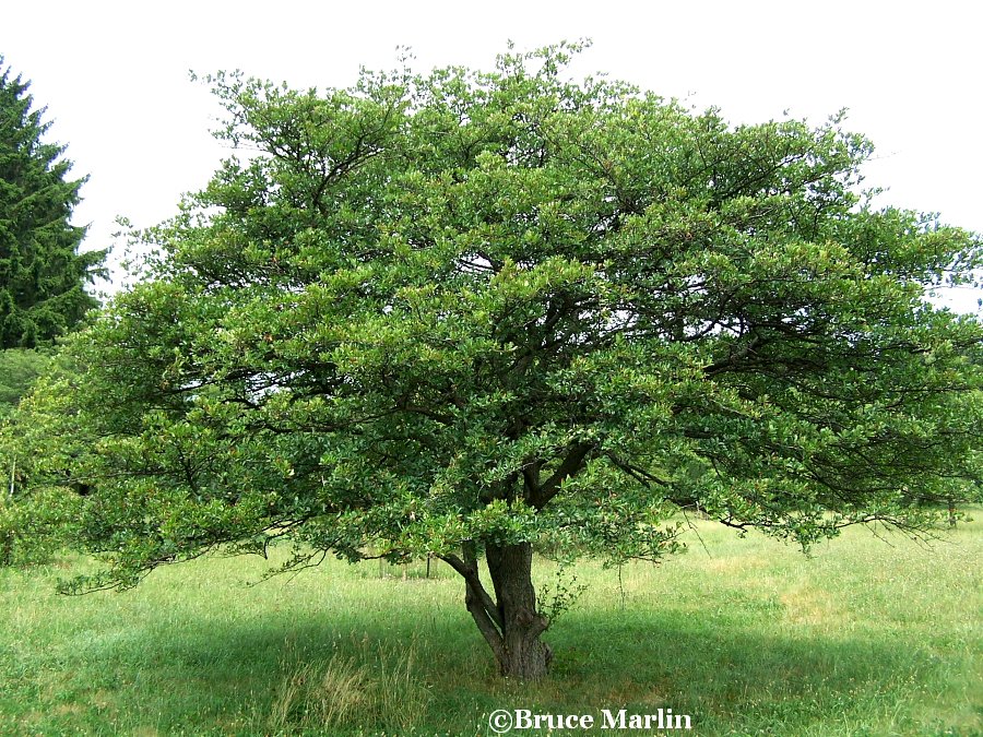 Showy Cockspur Hawthorn