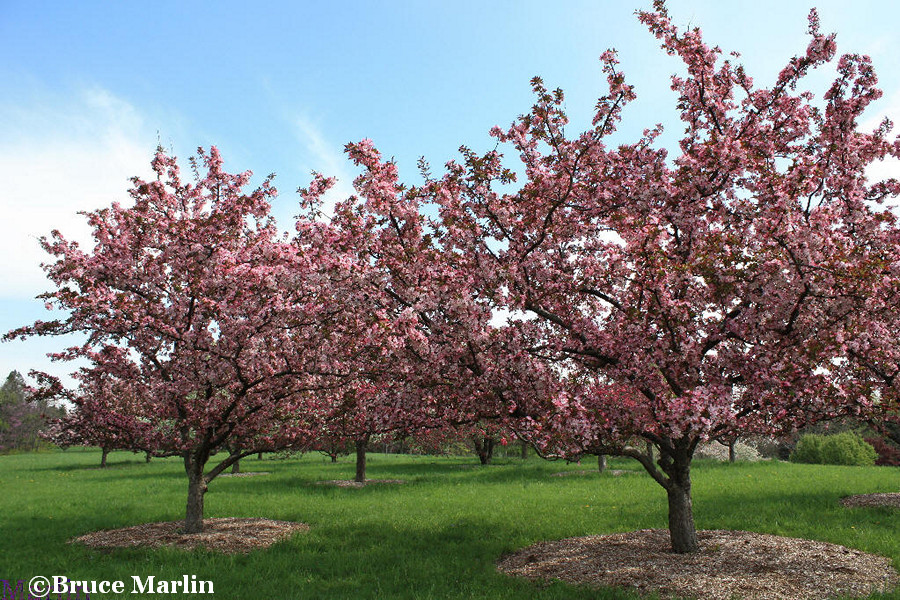 Strawberry Parfait Crabapple