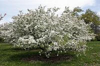 Sugar Tymeâ„¢ Crabapple - Malus 'Sutyzam'