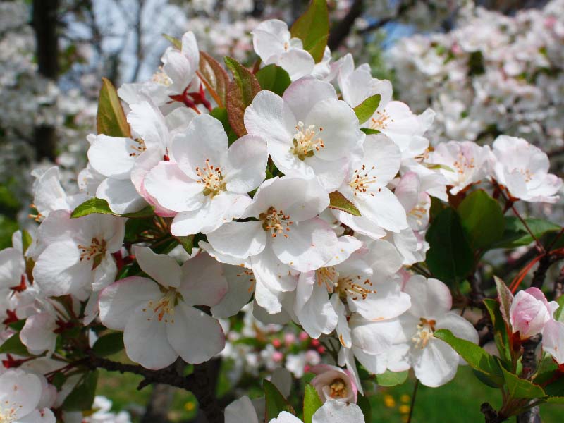 Tea Crabapple Blossoms