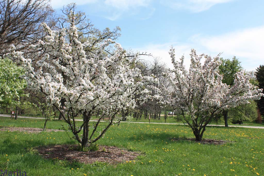 Tea Crabapples at Morton Arboretum