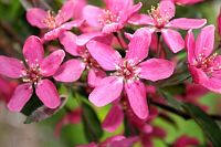 Purple Prince Crabapple - Malus 'Purple Prince'