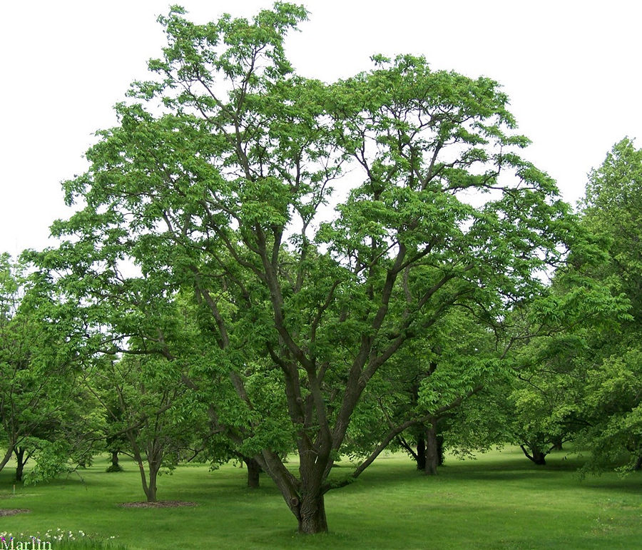 Chinese Cork Tree Phellodendron chinense North American Insects