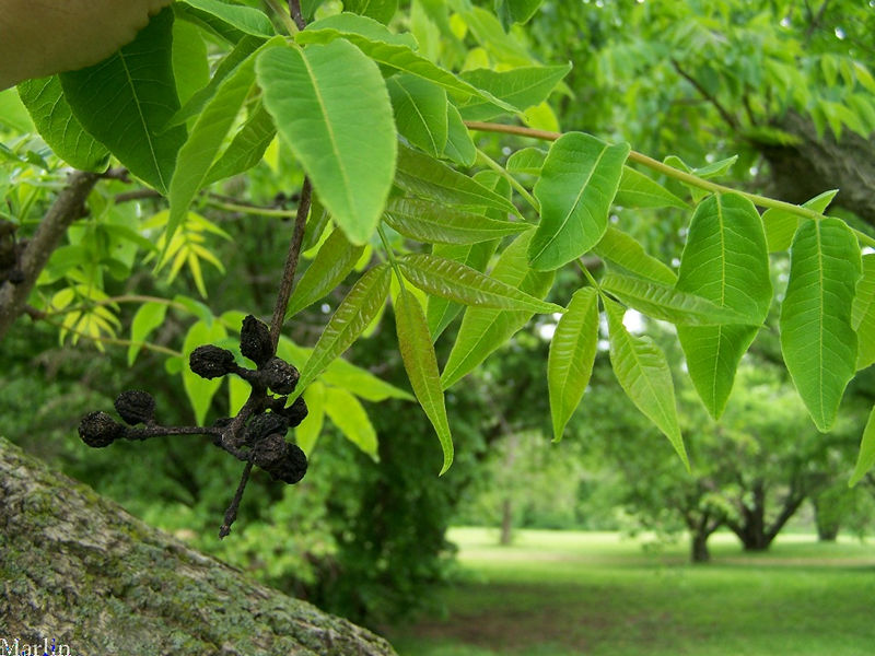 Chinese Cork Tree Phellodendron chinense North American Insects