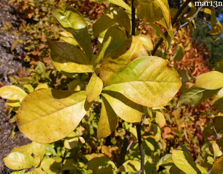 Japanese Orixa foliage in fall colors