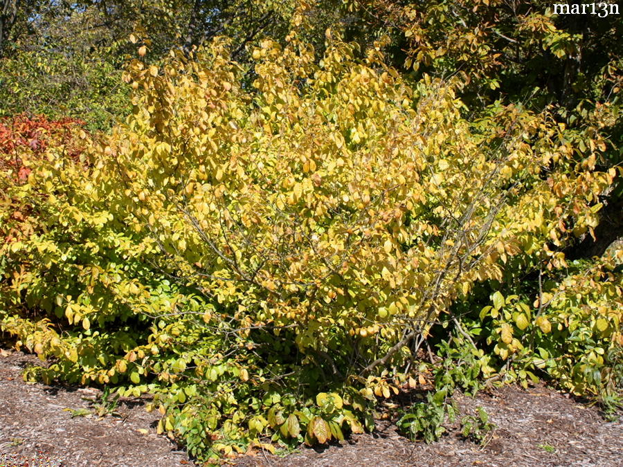 Japanese Orixa - Orixa japonica