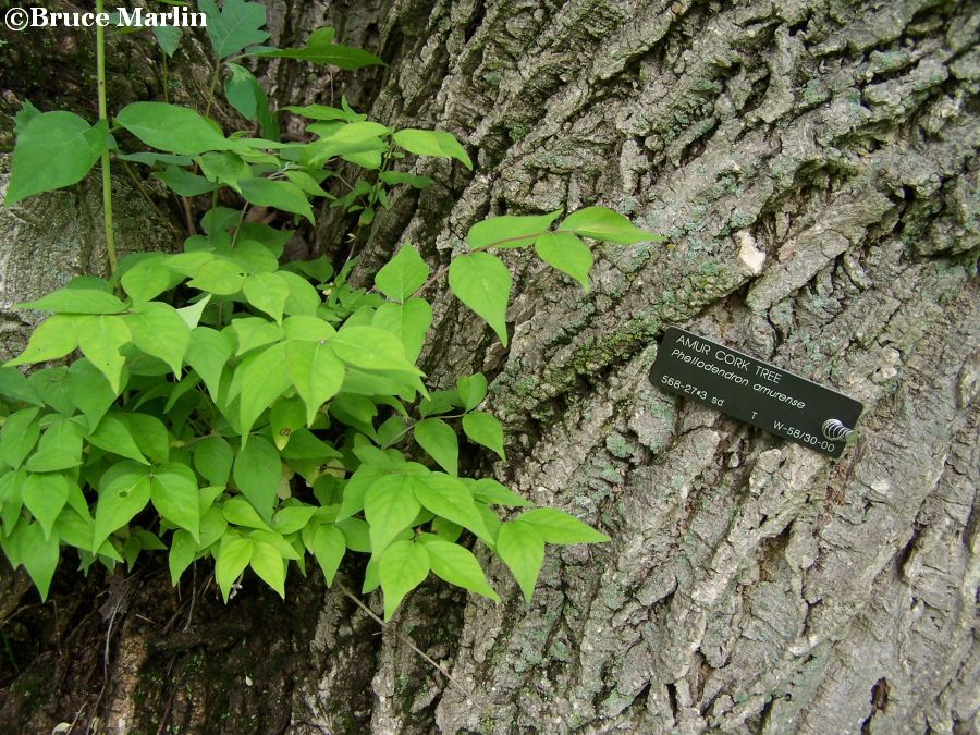 Amur Cork Tree bark